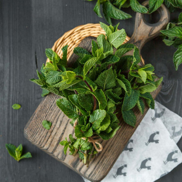 Мята свежая