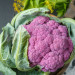 Капуста цветная фиолетовая