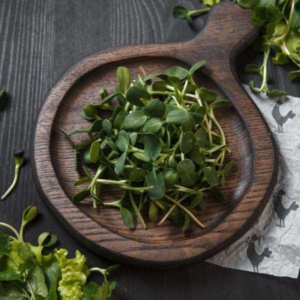 Микрозелень подсолнечника