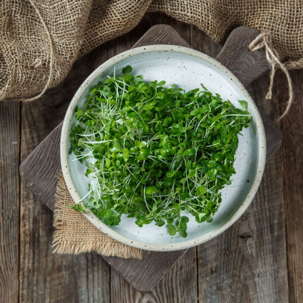 Микрозелень брокколи