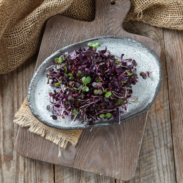 Микрозелень редиса фиолетового Санго