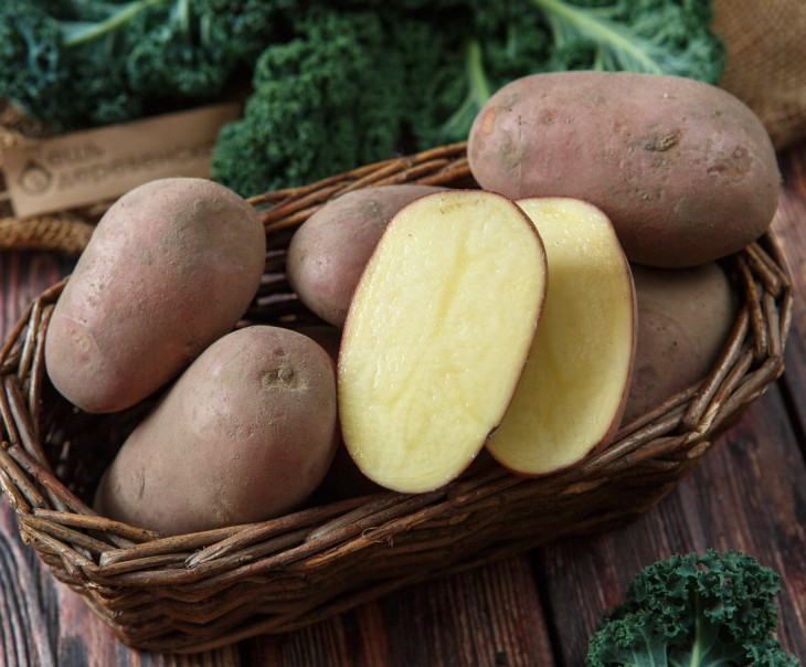 Картошка скарлет фото отзывы Картошка скарлет фото отзывы