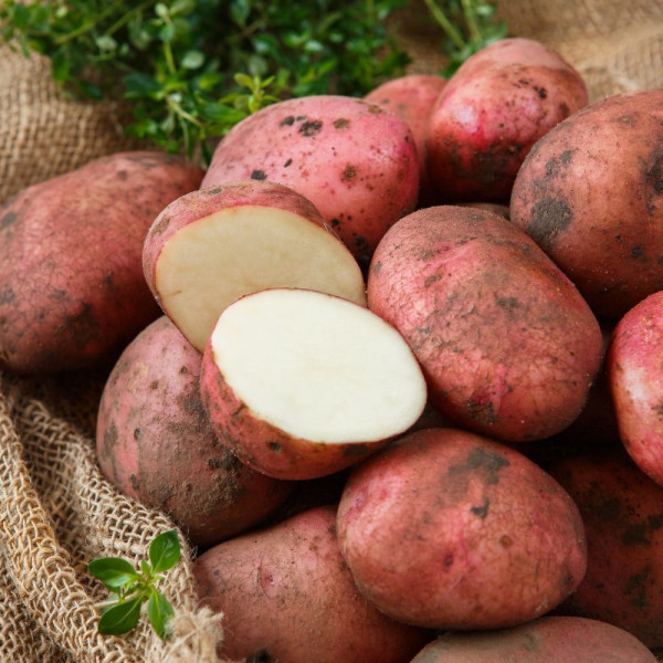 Картофель Ред Скарлет